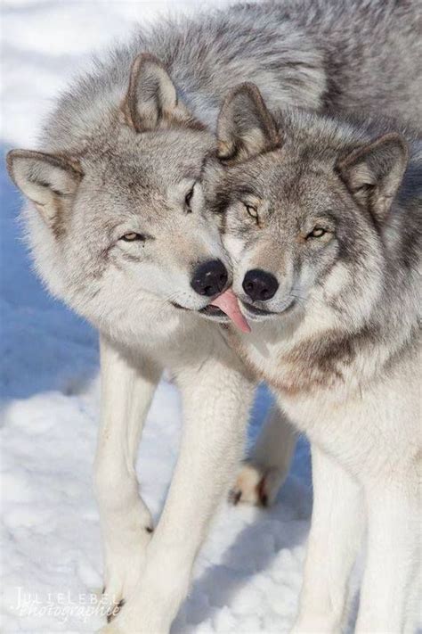 Más de 25 ideas increíbles sobre Lobos en Pinterest ...