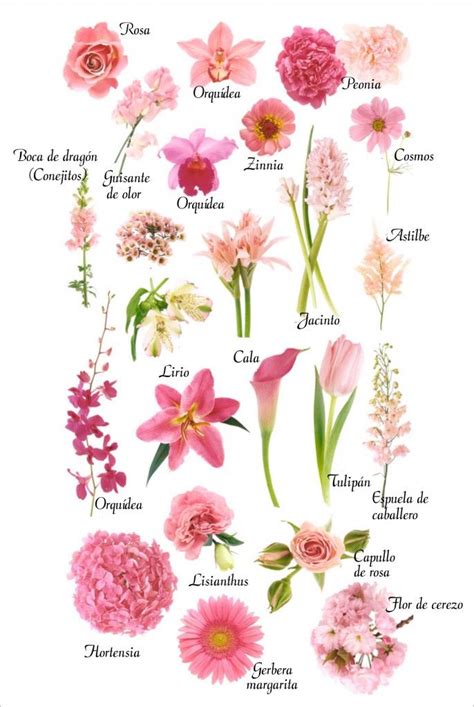 Más de 25 ideas increíbles sobre Nombres de flores en ...