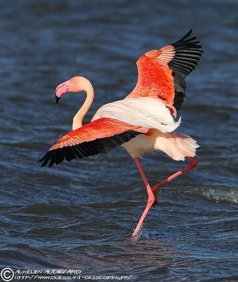 Más de 25 ideas increíbles sobre Phoenicopterus roseus en ...