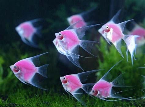 Más de 25 ideas increíbles sobre Salva pantallas acuario ...