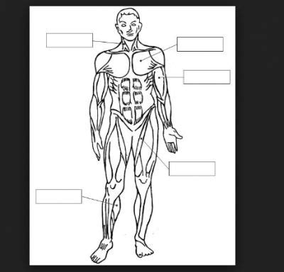 Más de 25 ideas increíbles sobre Sistema muscular humano ...