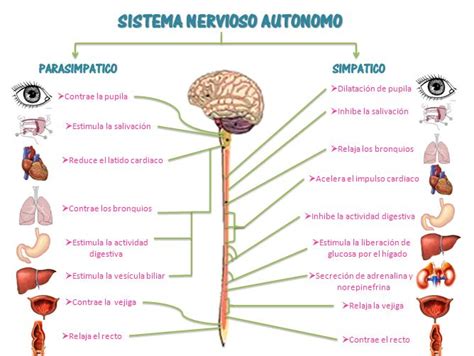 Más de 25 ideas increíbles sobre Sistema nervioso autonomo ...