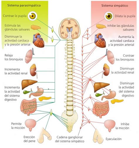 Más de 25 ideas increíbles sobre Sistema nervioso central ...