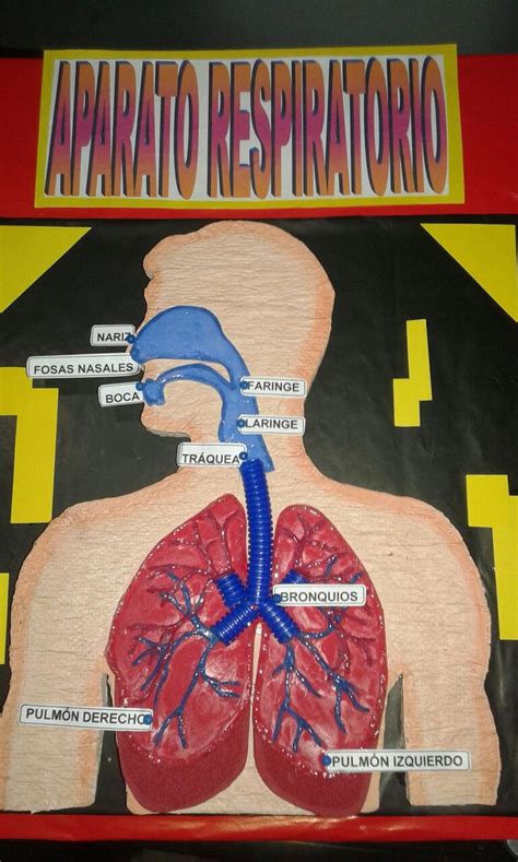 Más de 25 ideas increíbles sobre Sistema respiratorio en ...