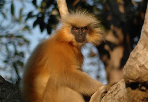 Más información sobre el mono | Informacion sobre animales