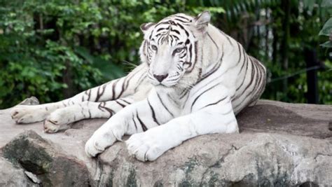 Más Información sobre el tigre blanco | Informacion sobre ...