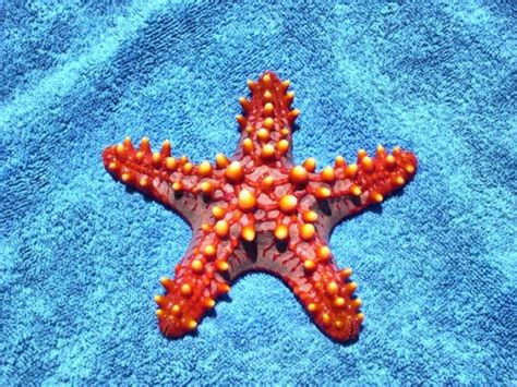 Más Información sobre la estrella de mar | Informacion ...