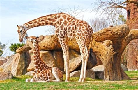 Más Información sobre la jirafa | Toda la informacion ...