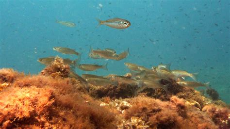Más peces macho  feminizados  por la contaminación en la ...