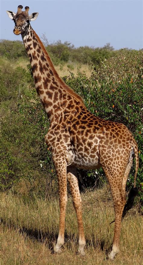 Masai giraffe   Wikipedia