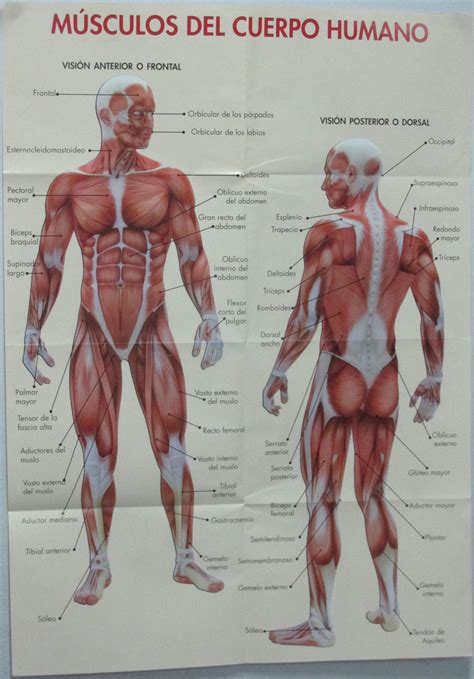 Masaje parte 7: el sistema muscular humano: los músculos ...