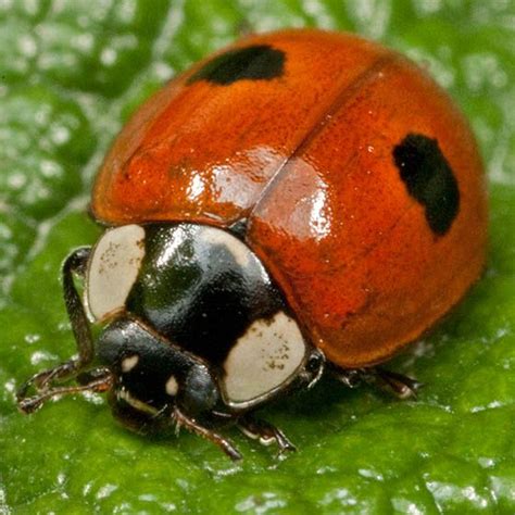 MASSACHUSETTS State Insect   Two spot Ladybug   aka Two ...
