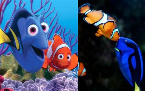 Matando a Nemo: peces tropicales amenazados por el cianuro ...