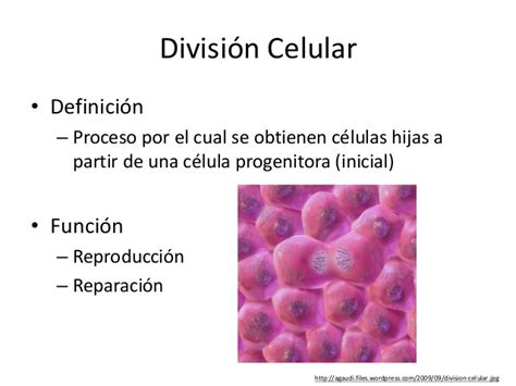 material_genetico_reproduccion_celular_síntesis_2