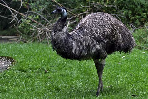 mathbionerd: Emu: A large bird with surprisingly intact ...