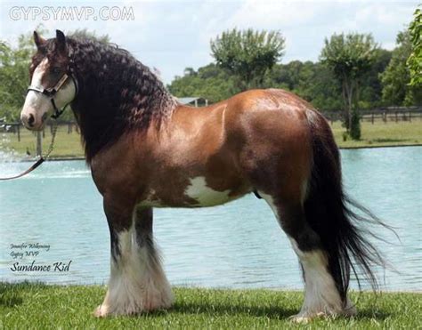 MATIN LUMINEUX: Gypsy Vanner Horse