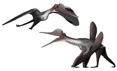 Matt Martyniuk: Pterodactylus