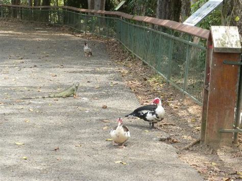 Mayaguez Zoo  Puerto Rico    arvostelut   TripAdvisor