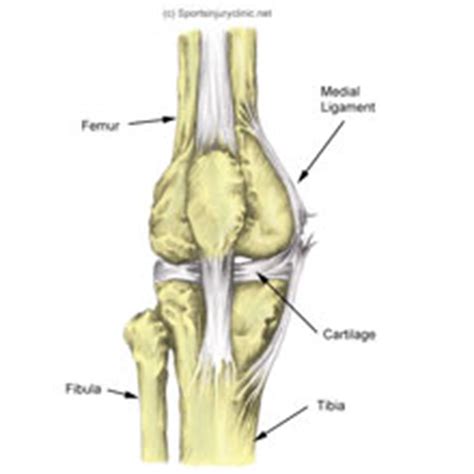 MCL Sprain | Medial Knee Ligament Injury ...