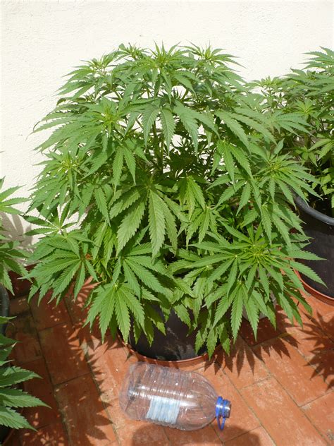 mconia: Como cultivar marihuana en casa.