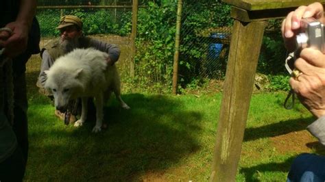 me han encantado los lobos blancos: fotografía de Zoo La ...