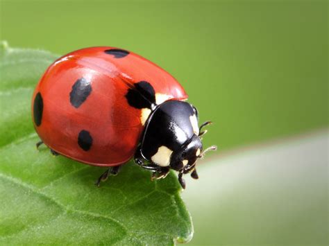 Meaning of Ladybug Spirit Animal   Wild Gratitude
