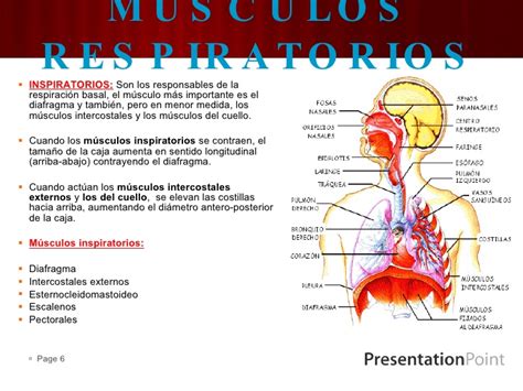 Mecanica De La Respiracion Y Musculos Pulmonares