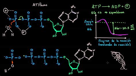 Mecanismo de hidrólisis del ATP | Energía y enzimas ...