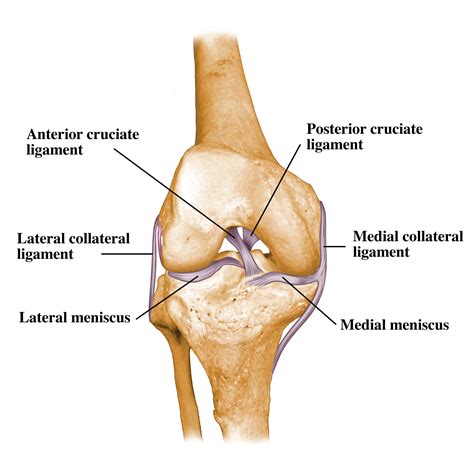 medial collateral ligament | kneeobliteration