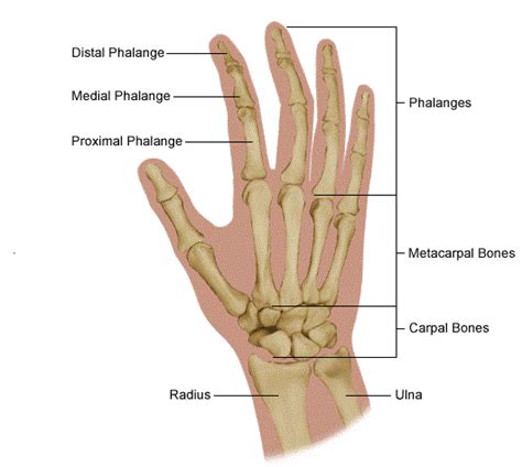 Medical Pictures Info – Carpal Tunnel Syndrome