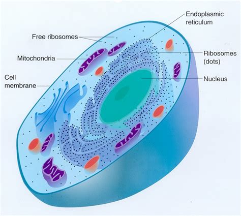 Medical Pictures Info – Eukaryotic