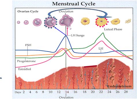 Medical Science: Normal Menstrual Cycle