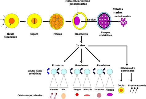 Medicina regenerativa. Células madre embrionarias y adultas