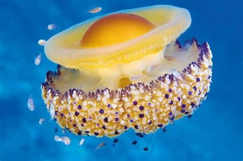 Medusa huevo frito o medusa del Mediterráneo