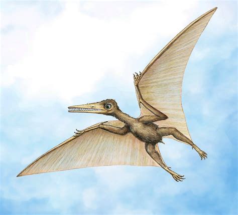 Meet Kryptodrakon: Oldest Known Pterodactyl Found in China