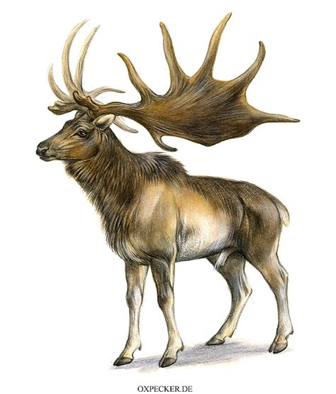 Megaloceros   Facts and Pictures