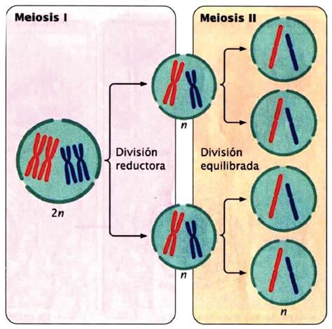 Meiosis » Blog de Biología