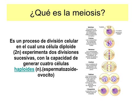 Meiosis Producción de células reproductiva ppt video ...