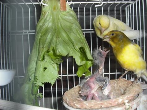 Mejorando la cría de los canarios   Canal Mascotas
