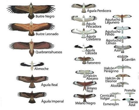 Mejores 17 imágenes de ecologia en Pinterest | Aves, Aves ...
