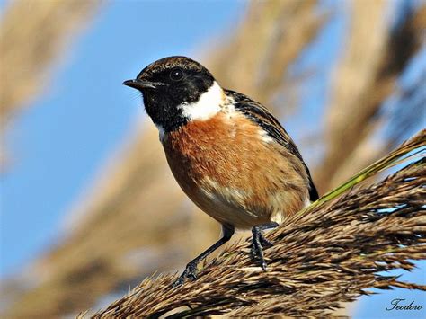 Mejores 25 imágenes de Aves Galicia en Pinterest ...
