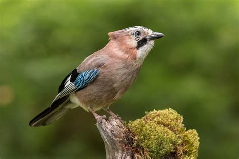 Mejores 25 imágenes de Aves Galicia en Pinterest ...