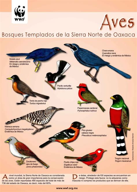 Mejores 35 imágenes de Aves del mundo en Pinterest | El ...