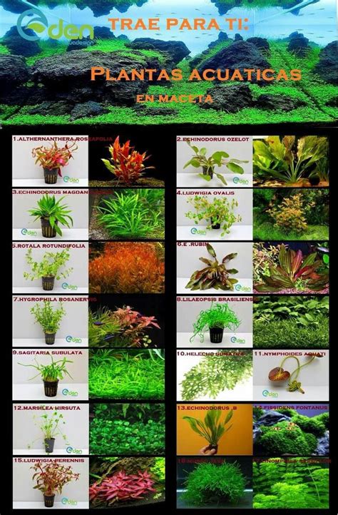 Mejores 41 imágenes de plantas acuáticas en Pinterest ...