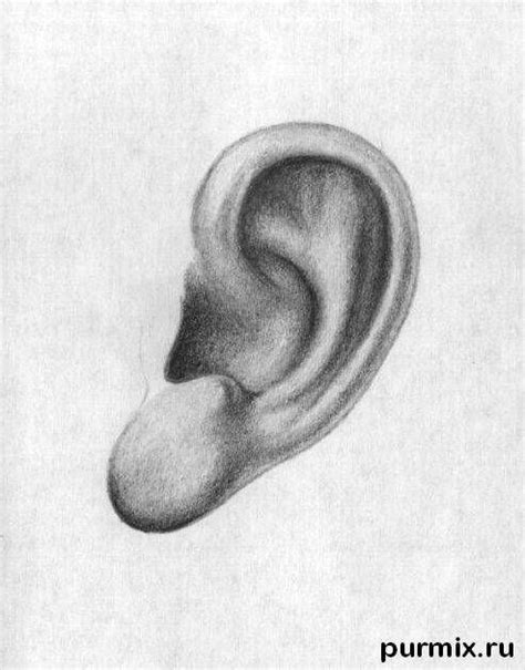 Mejores 43 imágenes de aprender a dibujar orejas en ...