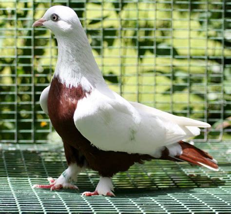 Mejores 82 imágenes de palomas en Pinterest | Pájaros ...