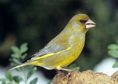 Mejores 90 imágenes de aves en Pinterest | Animales, Aves ...
