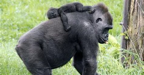 Mejores Imagenes De Gorilas Chistosos Con Gestos ...