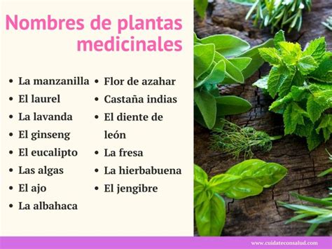 Mejores Plantas Medicinales y Sus Usos ⇒ 【↓Increíbles↓】