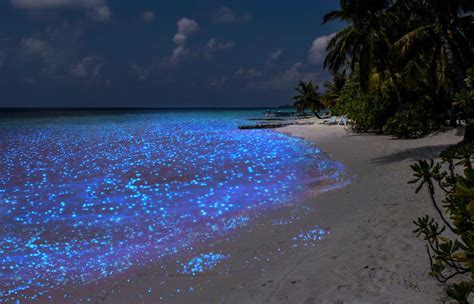 Mejores playas del mundo. Mar de estrellas en Maldivas